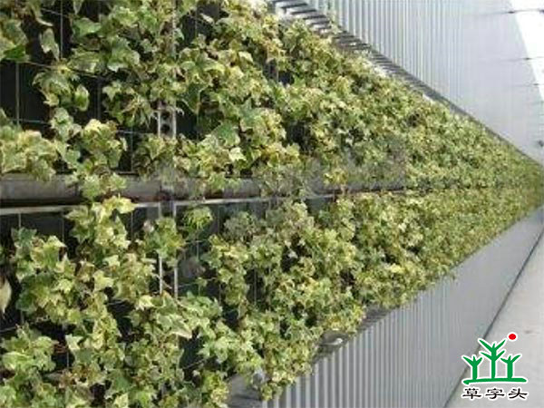 拼塊式墻面綠化 拼塊式墻面綠化